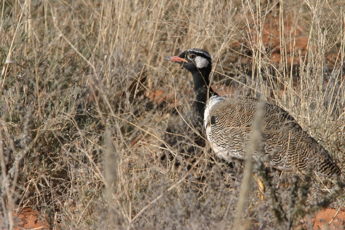 Sisón Negro Aliclaro (Afrotis afraoides)