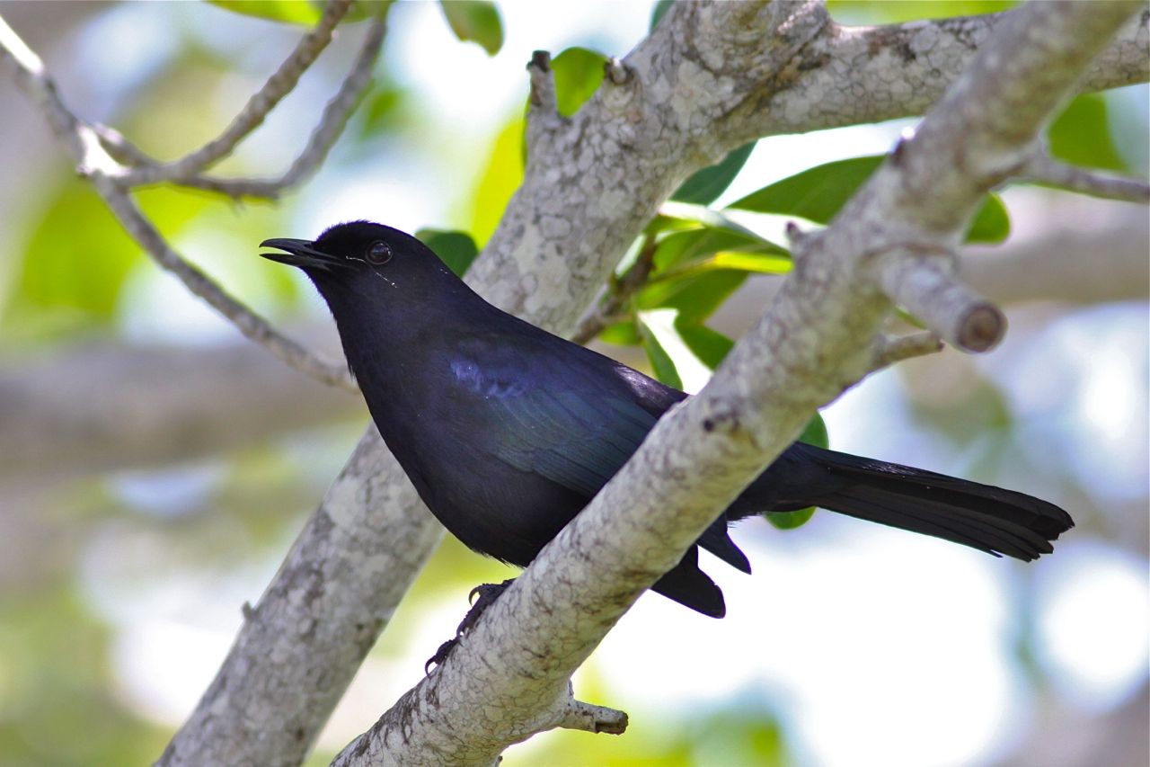 Uccello gatto nero (Melanoptila glabrirostris)