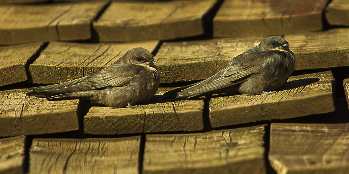 Rock Martin (Ptyonoprogne fuligula)