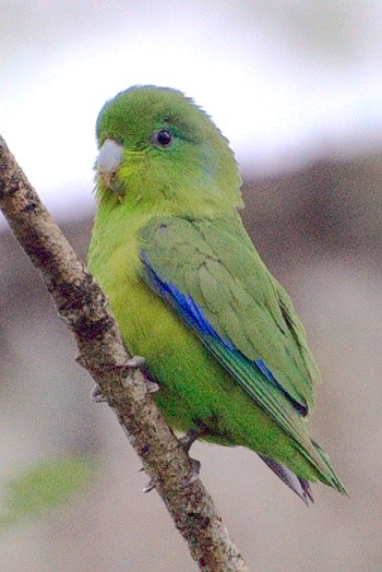 Blauflügel-Sperlingspapagei (Forpus xanthopterygius)