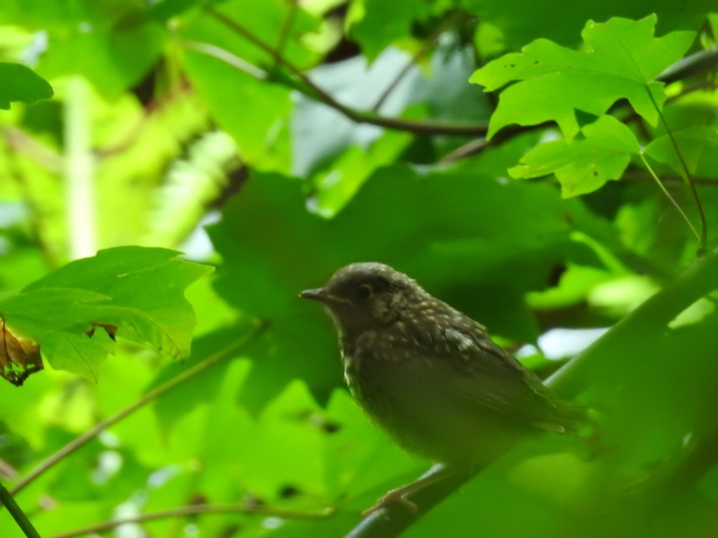 Mirlos y primaveras (Turdidae)