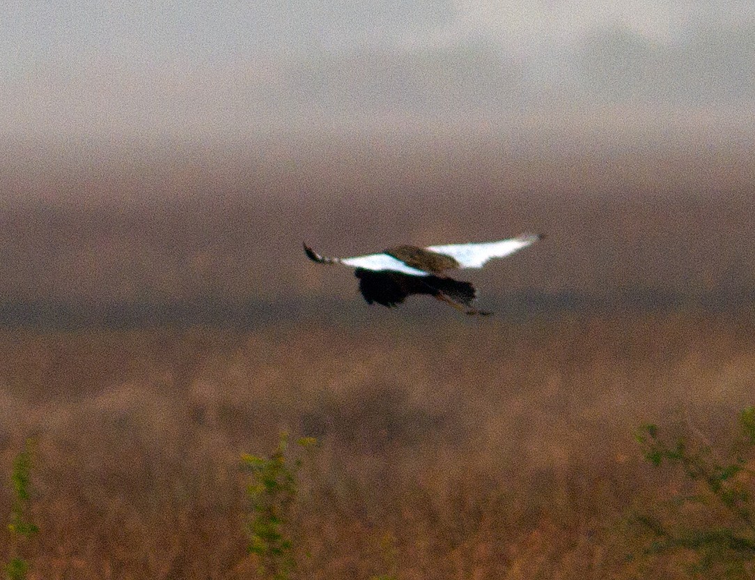 Barttrappe (Houbaropsis bengalensis)