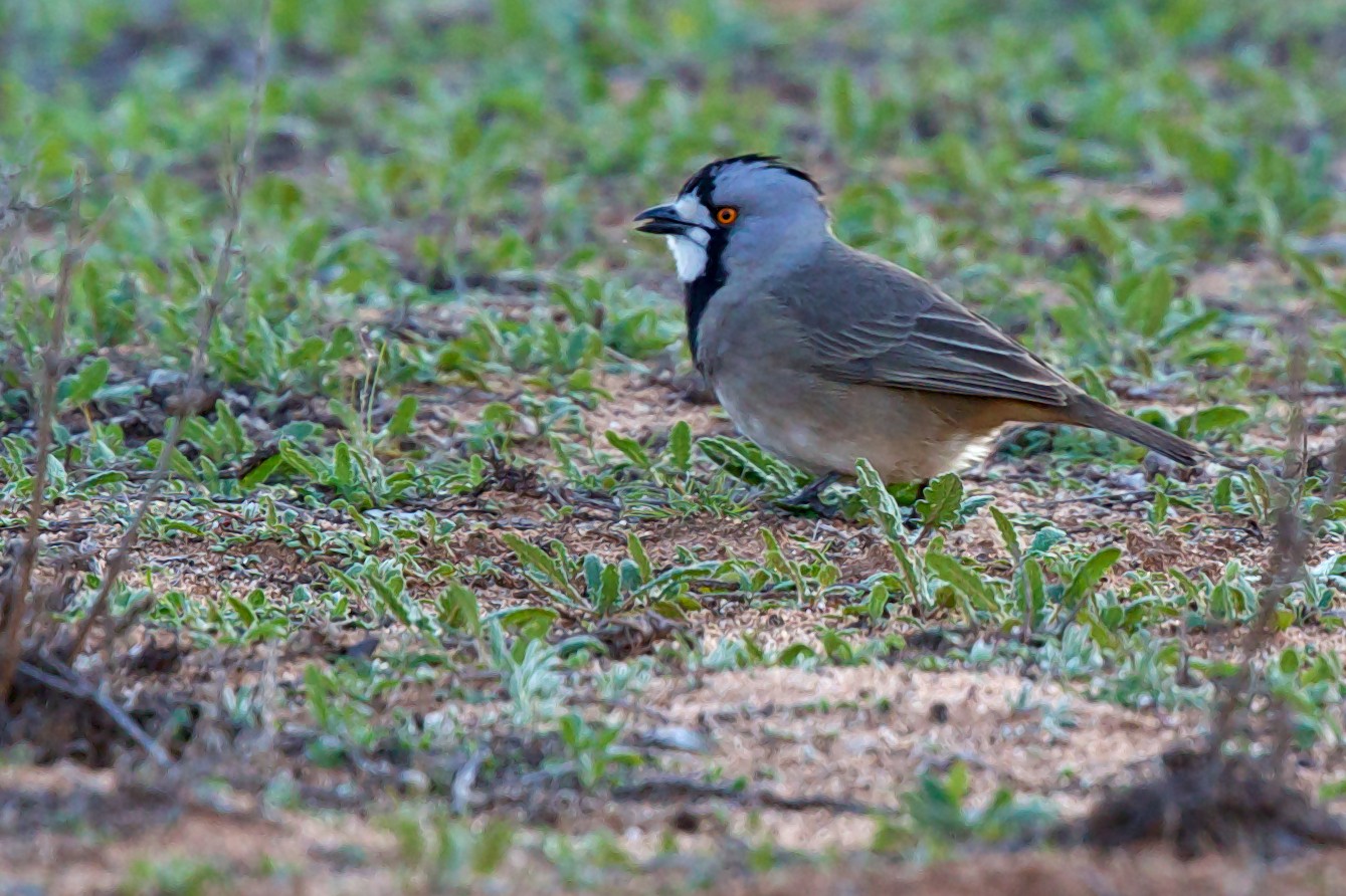 Crested Bellbird (Oreoica)