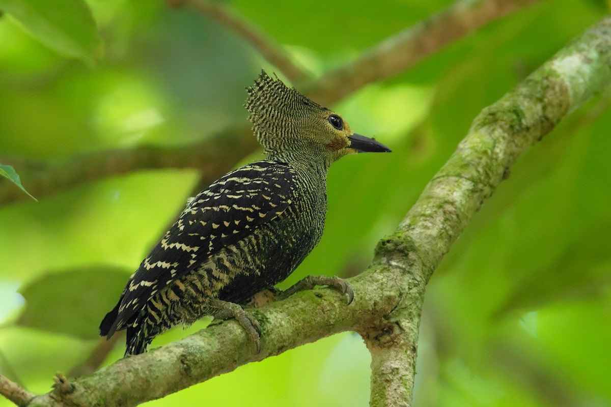 Tufted Woodpeckers (Meiglyptes)