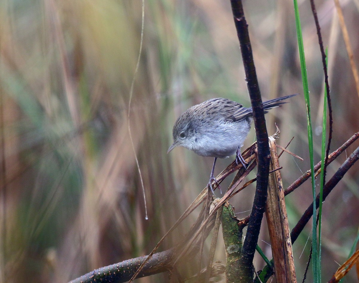 沼澤鷦鶯 (Laticilla cinerascens)