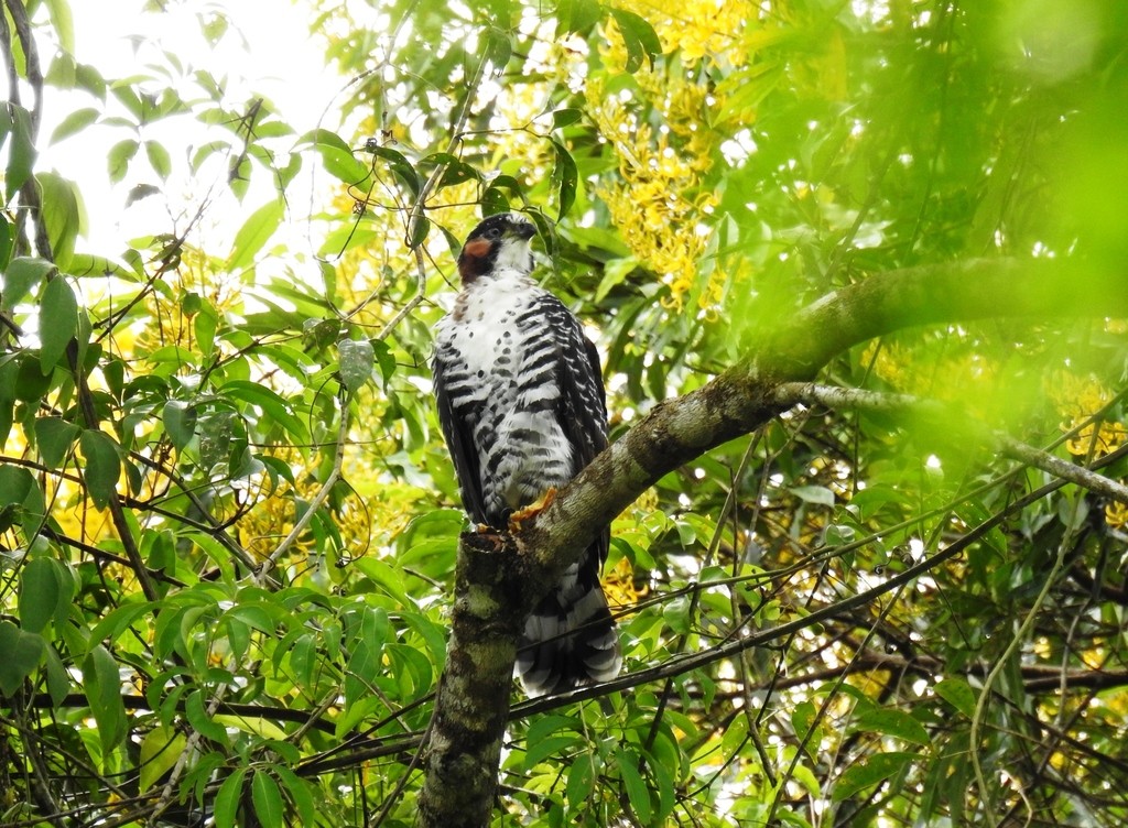 Azor Ventrigrís (Accipiter poliogaster)