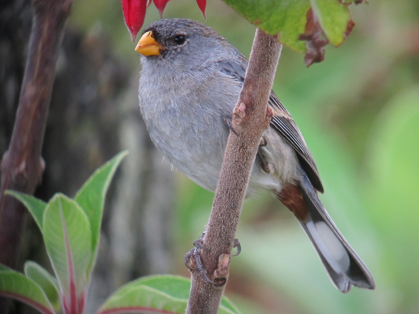 Band-tailed Seedeater