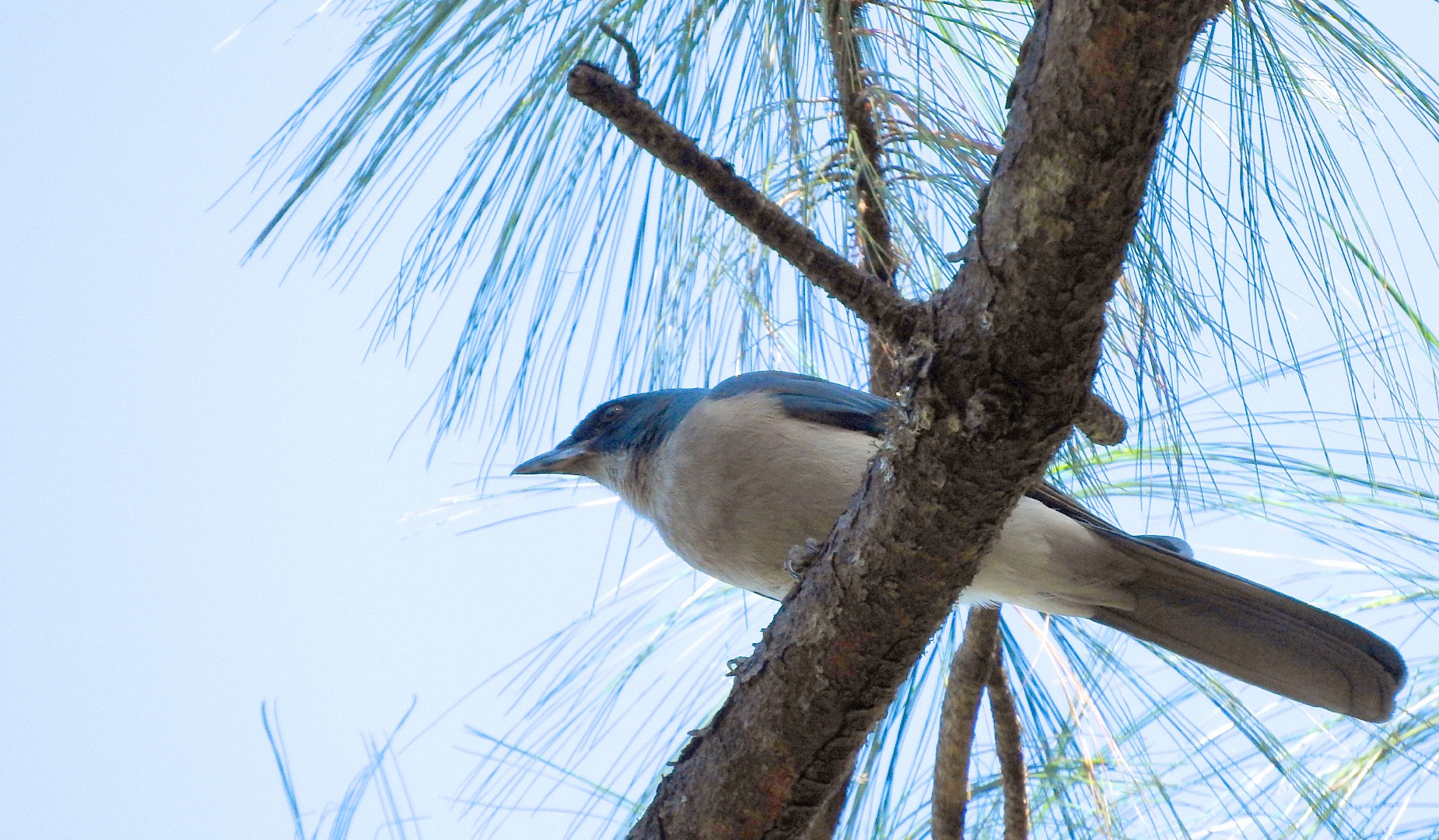 Arrendajos americanos (Aphelocoma)