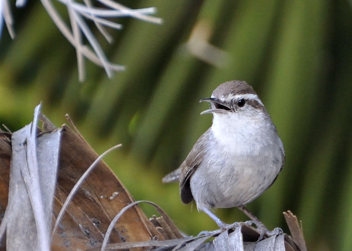 Bewick's Wren