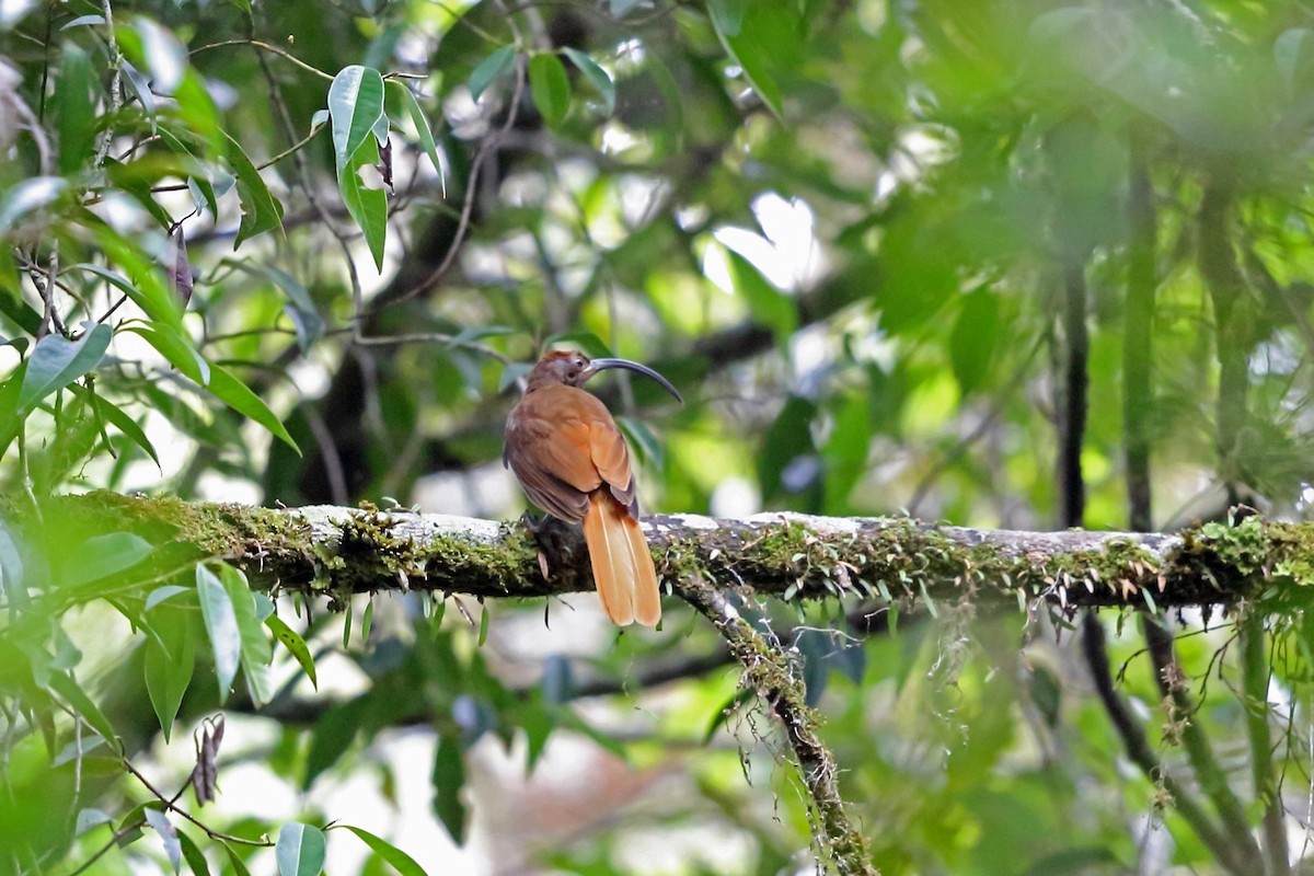 Short-tailed sicklebills (Drepanornis)