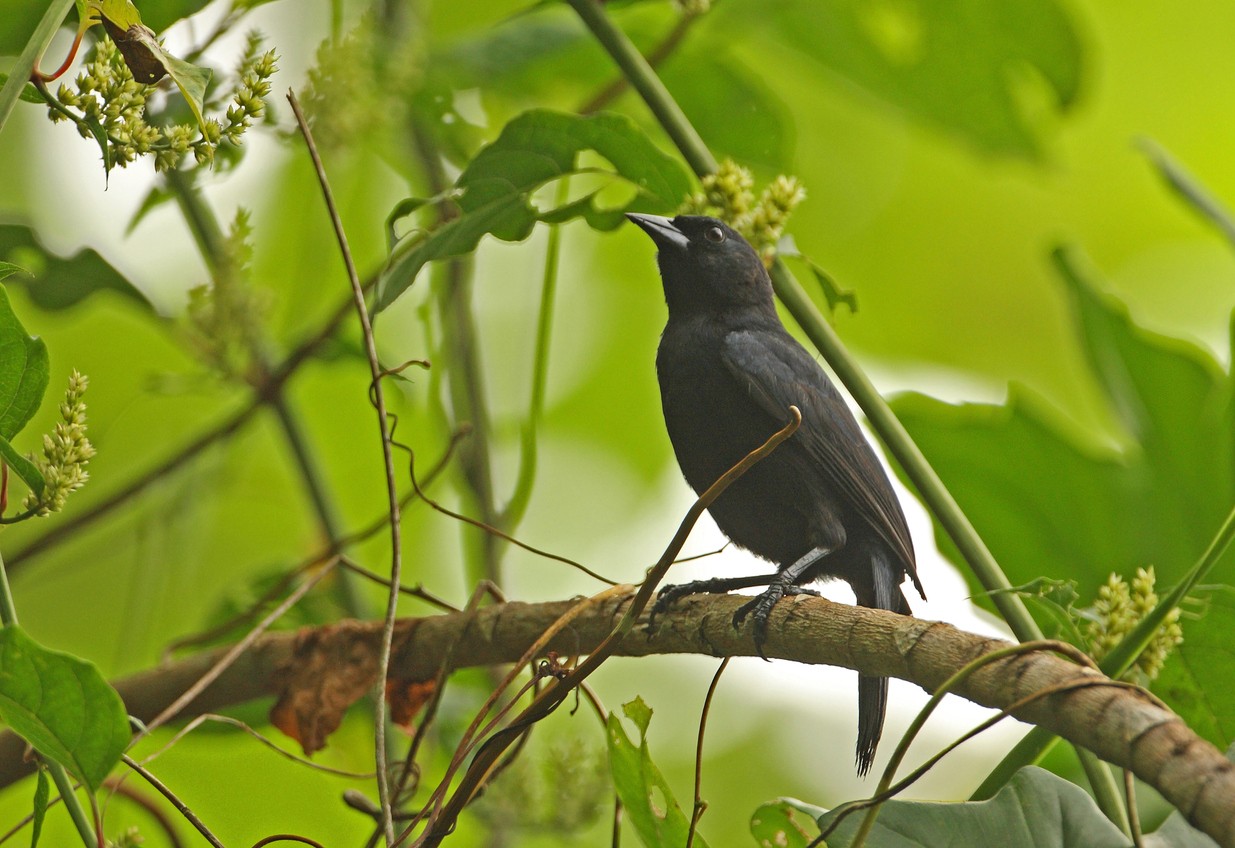 Jamaican Blackbird (Nesopsar nigerrimus)