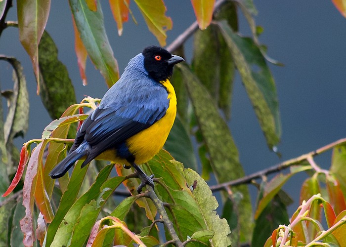 Tangara montana (Buthraupis montana)