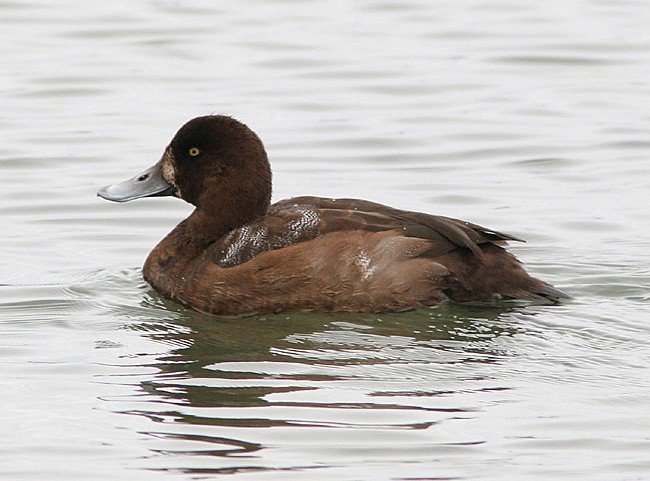 Nearctic greater scaup (Aythya marila nearctica)