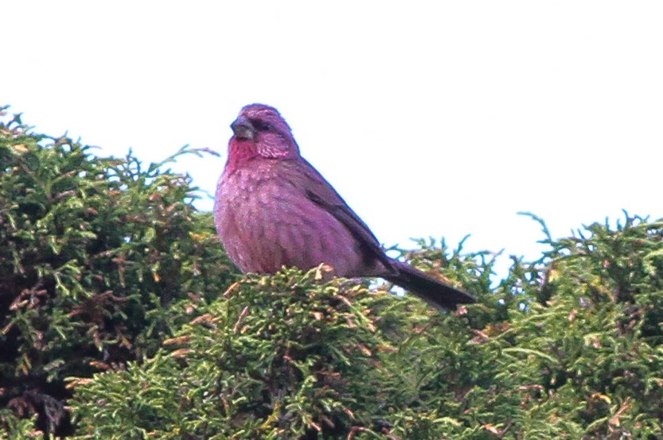 Eurasian Rosefinches (Carpodacus)