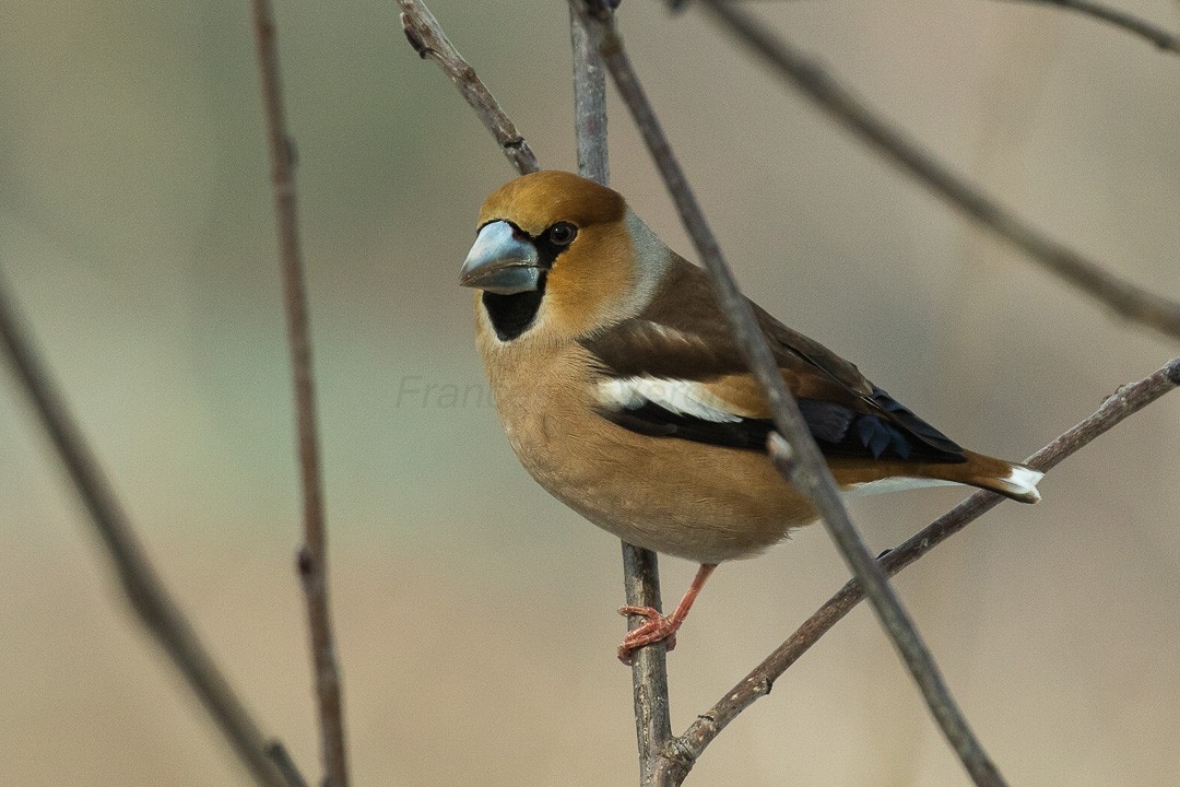 Holarctic Grosbeaks (Coccothraustes)