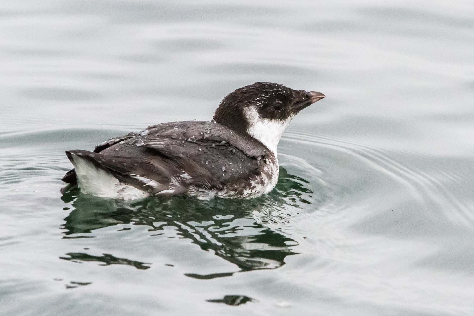 Ancient and Southern Murrelets (Synthliboramphus)