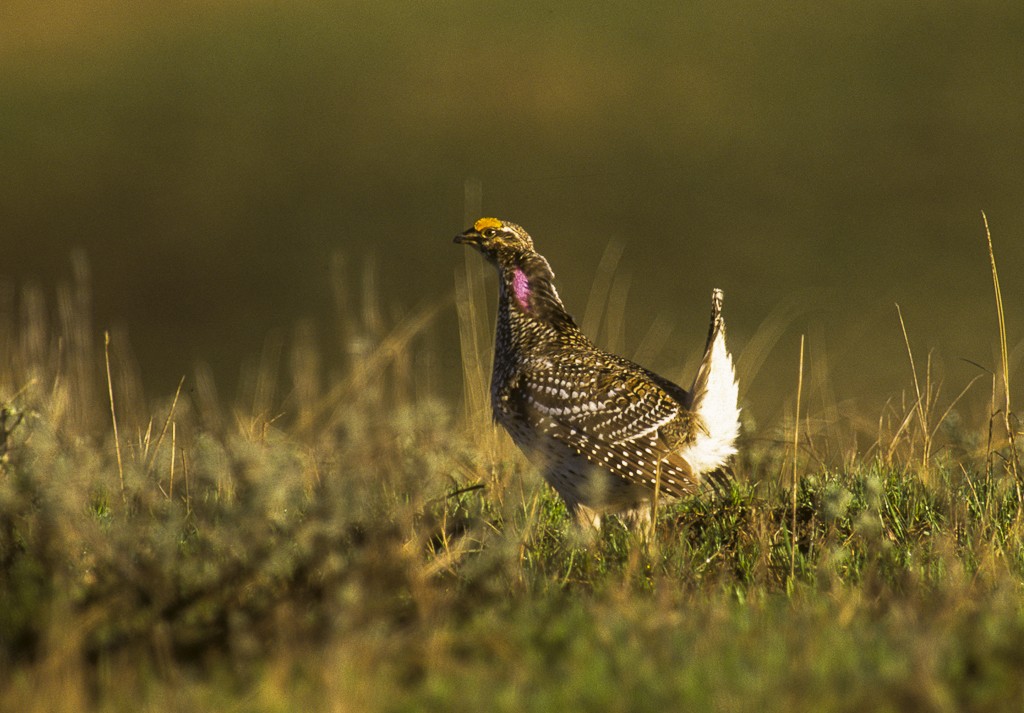 Gallo de las praderas rabudo (Tympanuchus phasianellus)