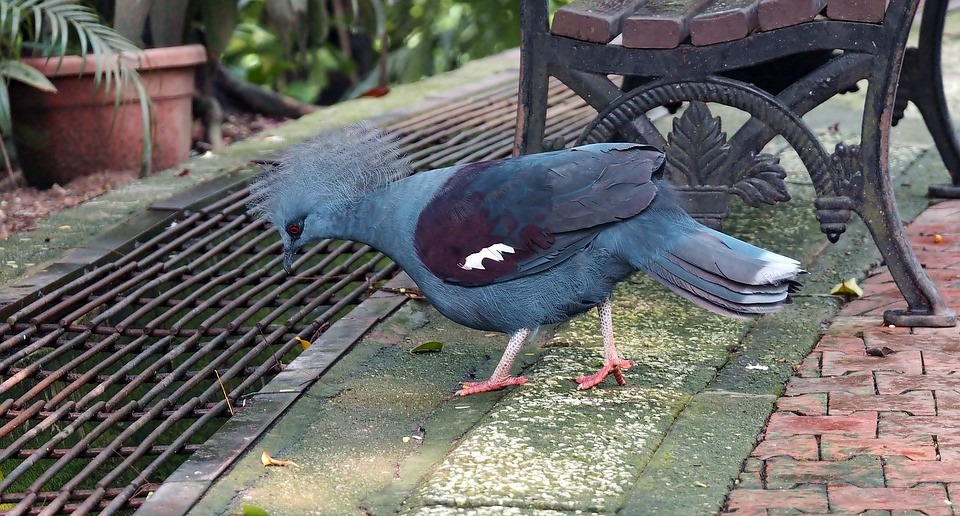 Columba livia domesticus 'Western Crowned' (Columba livia domesticus 'Western Crowned')