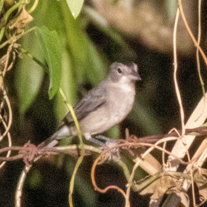 Silberhaubentangare (Coryphospingus pileatus)