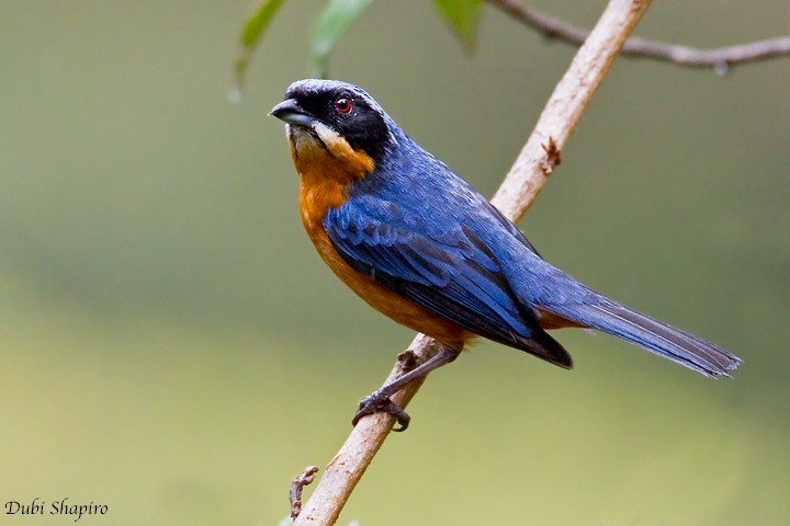 Chestnut-bellied Mountain Tanager (Dubusia castaneoventris)