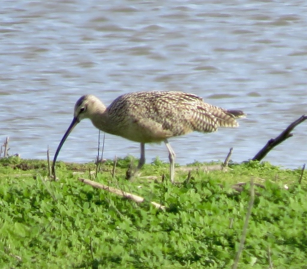 Curlews (Numenius)