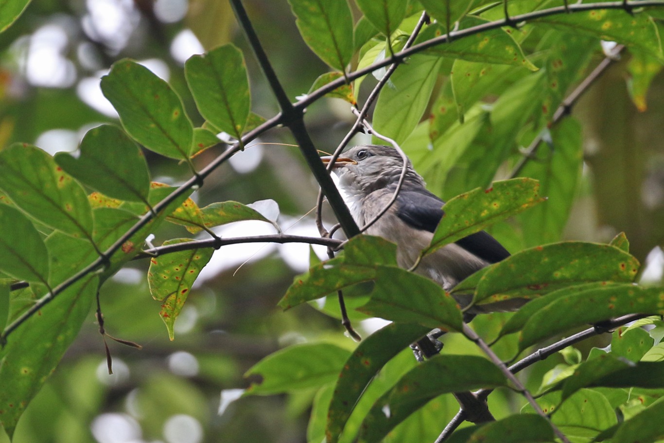 Цейлонский скворец (Sturnornis albofrontatus)