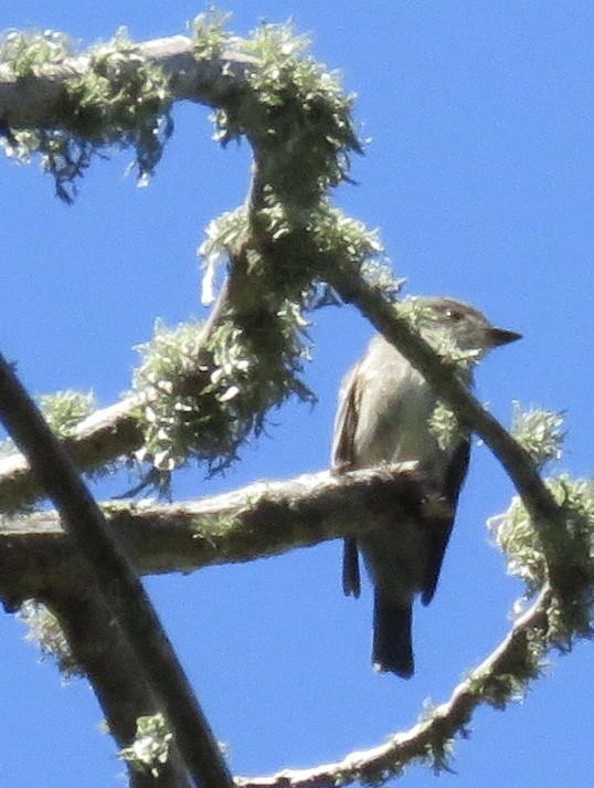 Mosqueros (Empidonax)