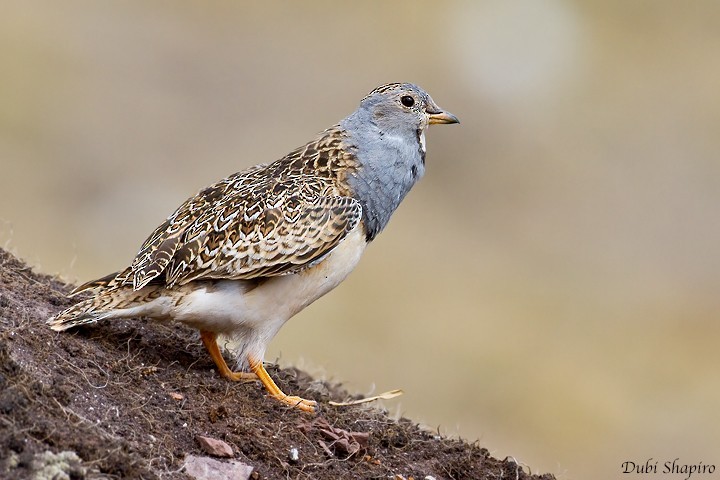 Grey-breasted Seedsnipe (Thinocorus orbignyianus)