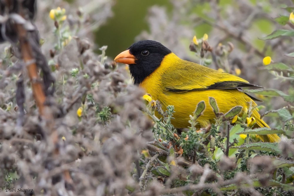 Oriole Finch (Linurgus)