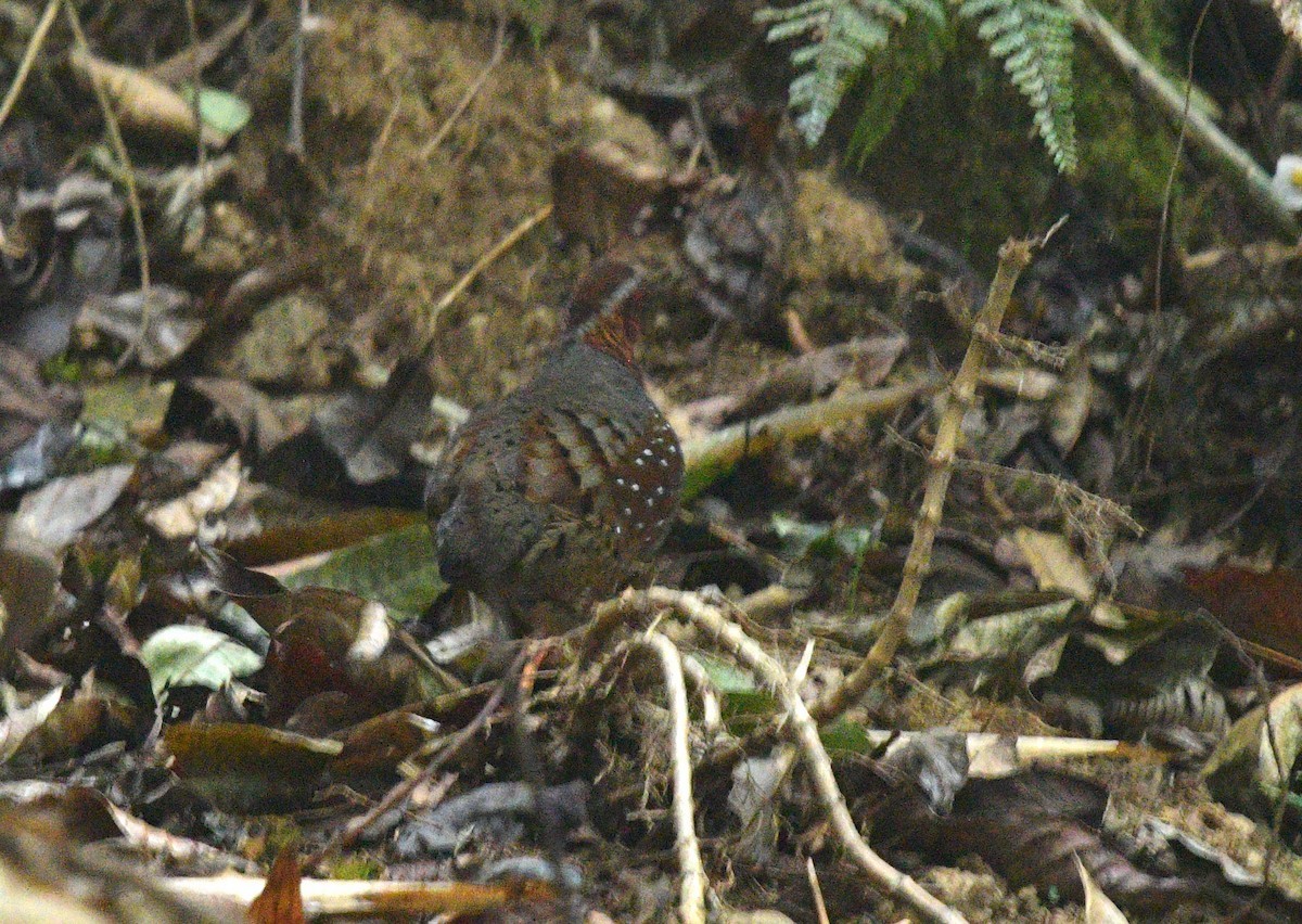 Torquéole de Mandelli (Arborophila mandellii)