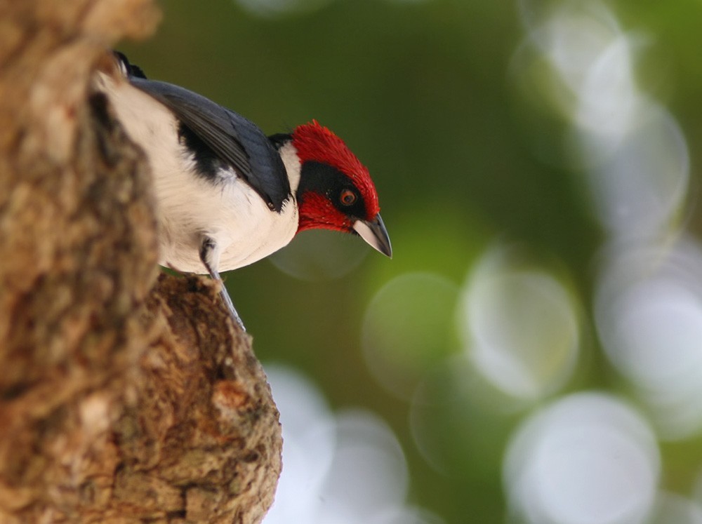 Cardenilla enmascarada (Paroaria nigrogenis)