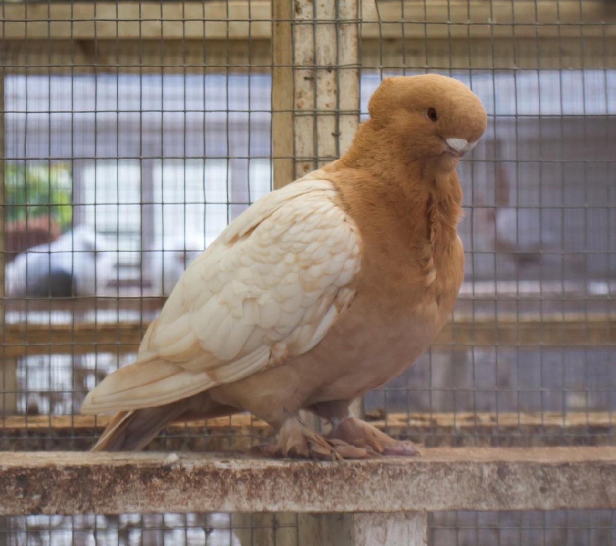 Oriental Frill pigeon (Columba livia domesticus 'Oriental Frill')