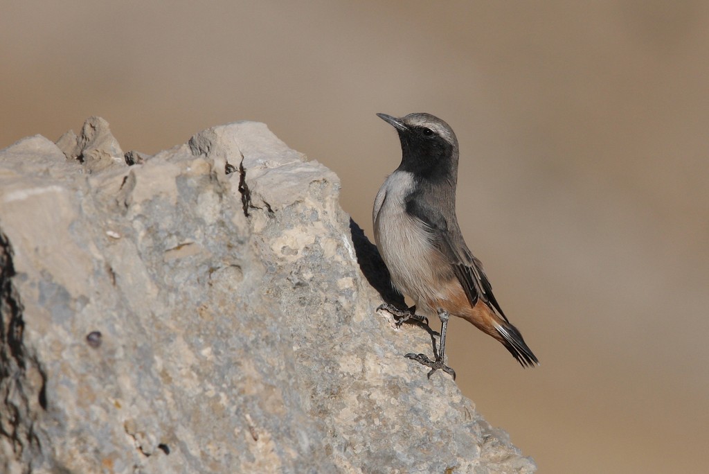 Chasco-curdo (Oenanthe xanthoprymna)