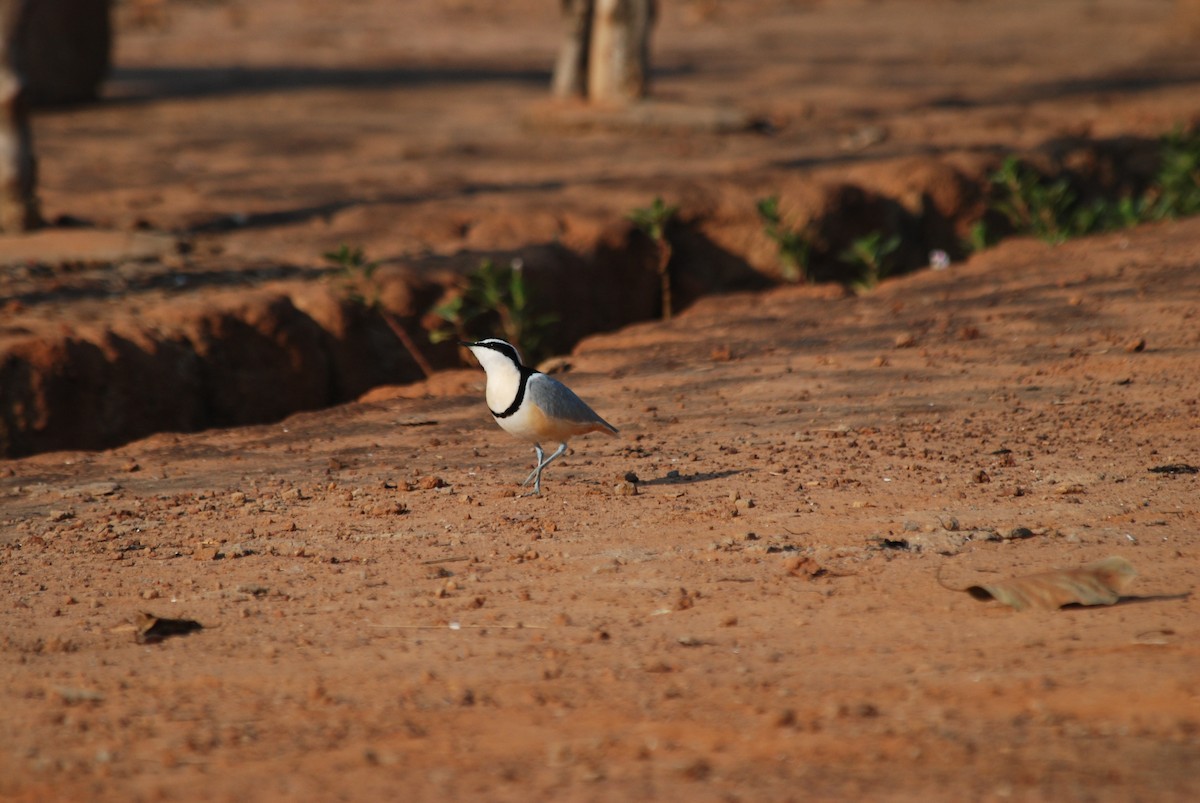 Plover (Pluvianus)