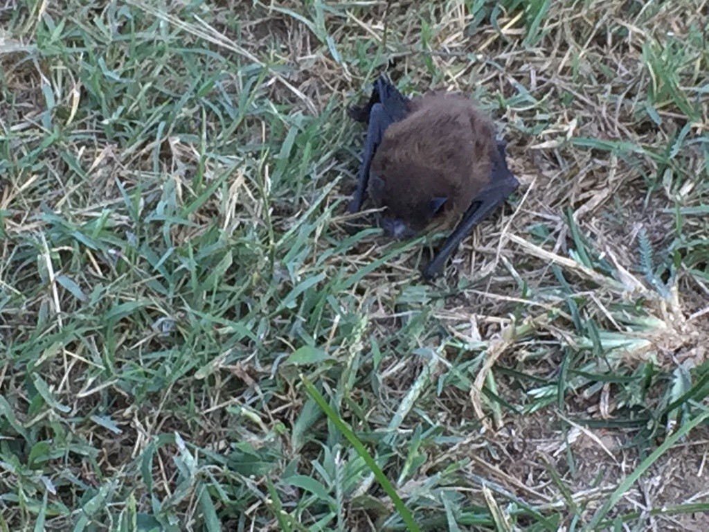 Amerikanische abendsegler (Nycticeius)