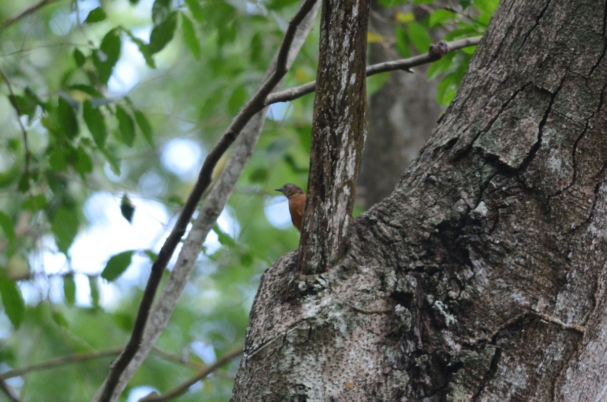 Ant-thrushes and Flycatcher-thrushes (Neocossyphus)