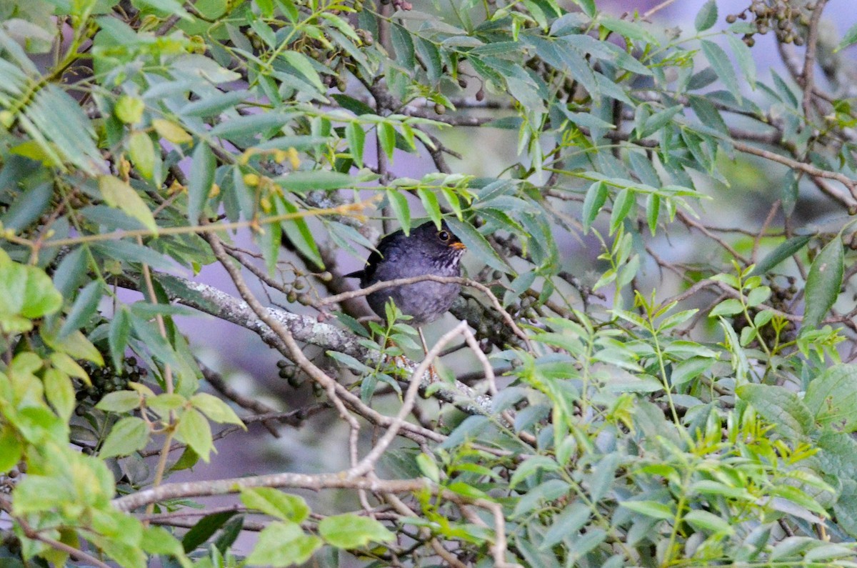 Zorzal plomizo andino (Turdus nigriceps)