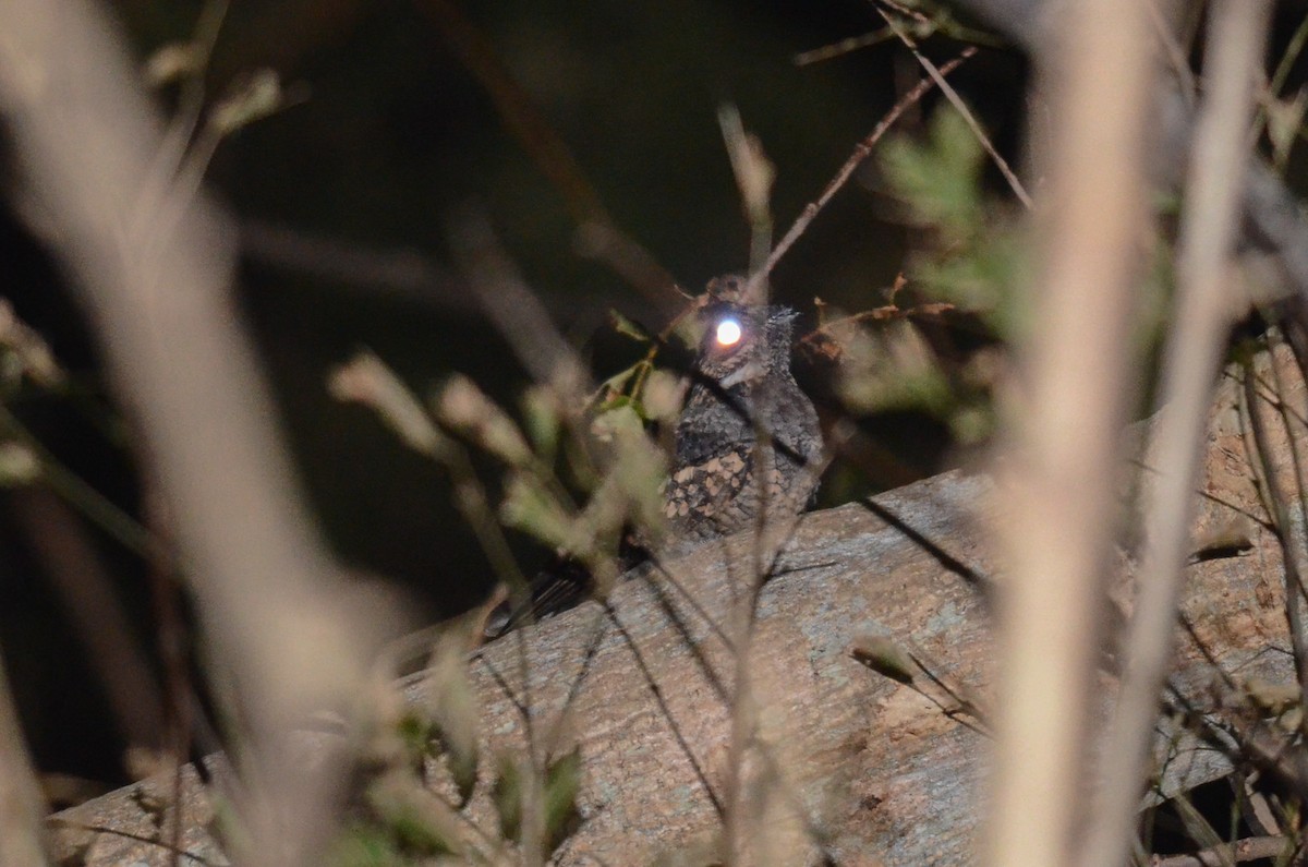 Philippine Nightjar
