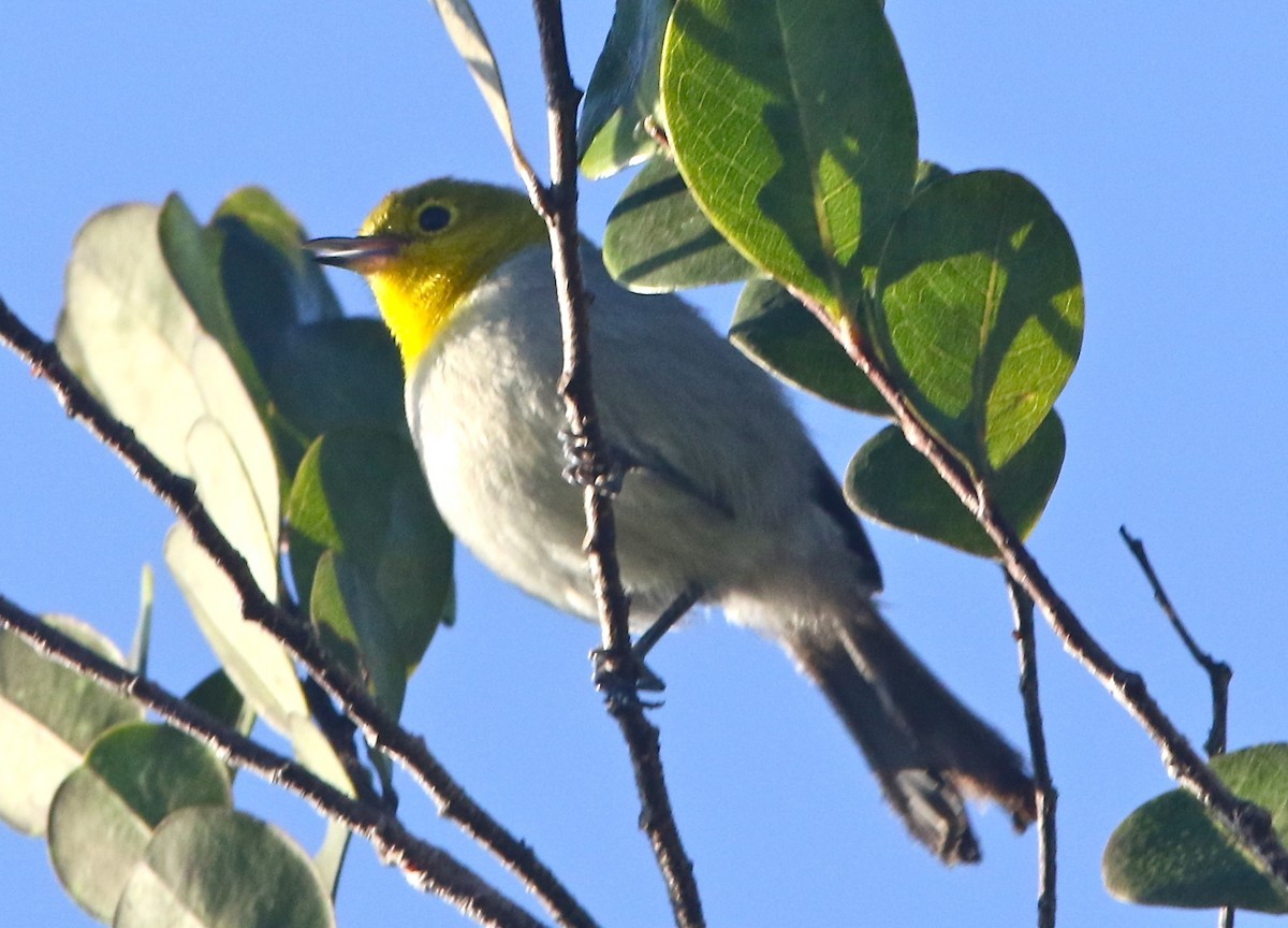 Cuban Warblers (Teretistris)