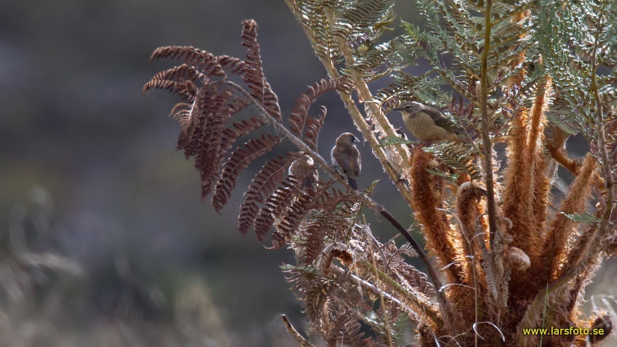 Papoeapieper (Anthus gutturalis)