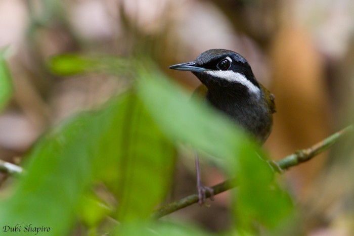 Crossleys Vanga (Mystacornis crossleyi)