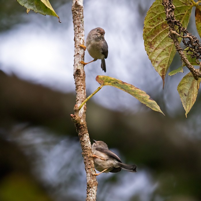 Tit (Psaltria)