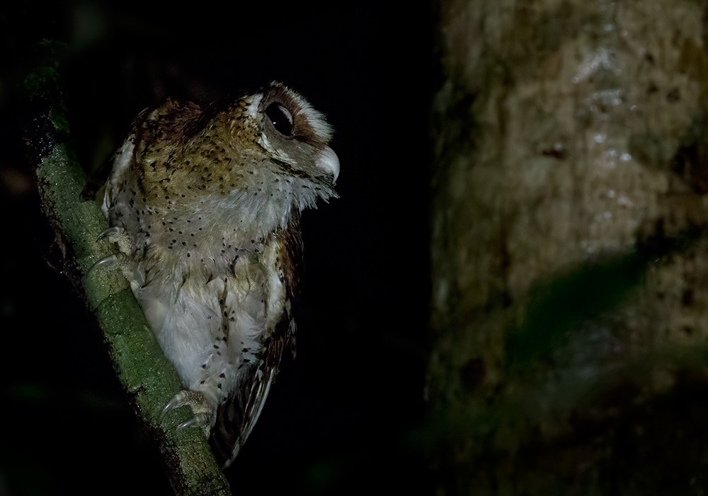 Bay owls (Phodilus)