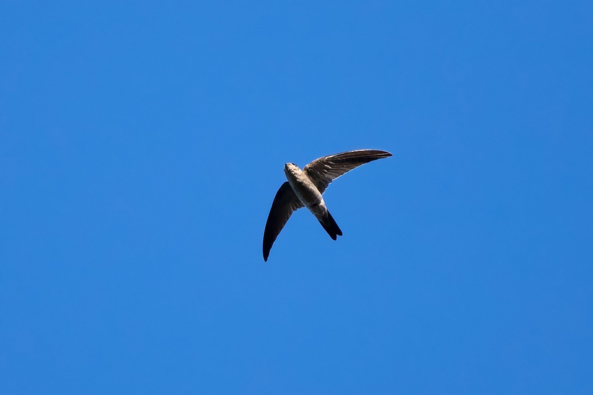 Black-nest Swiftlet (Aerodramus maximus)