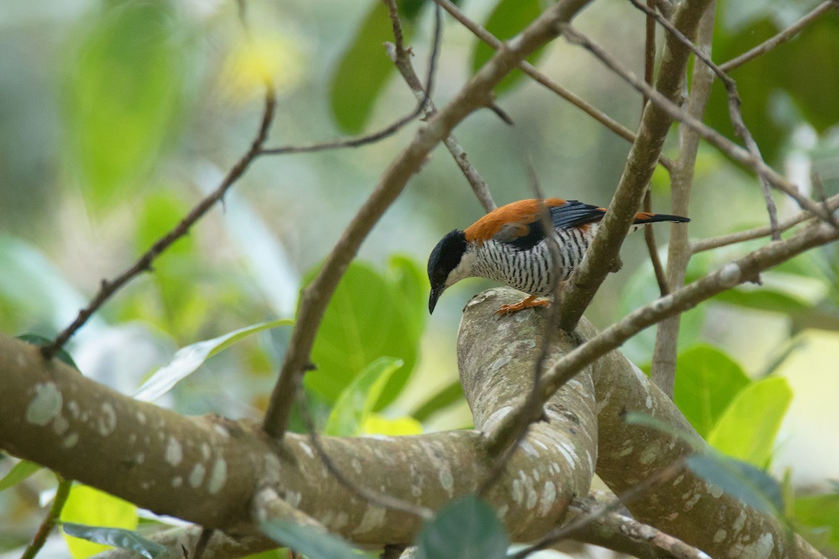 ベトナムセアカチメドリ (Cutia legalleni)