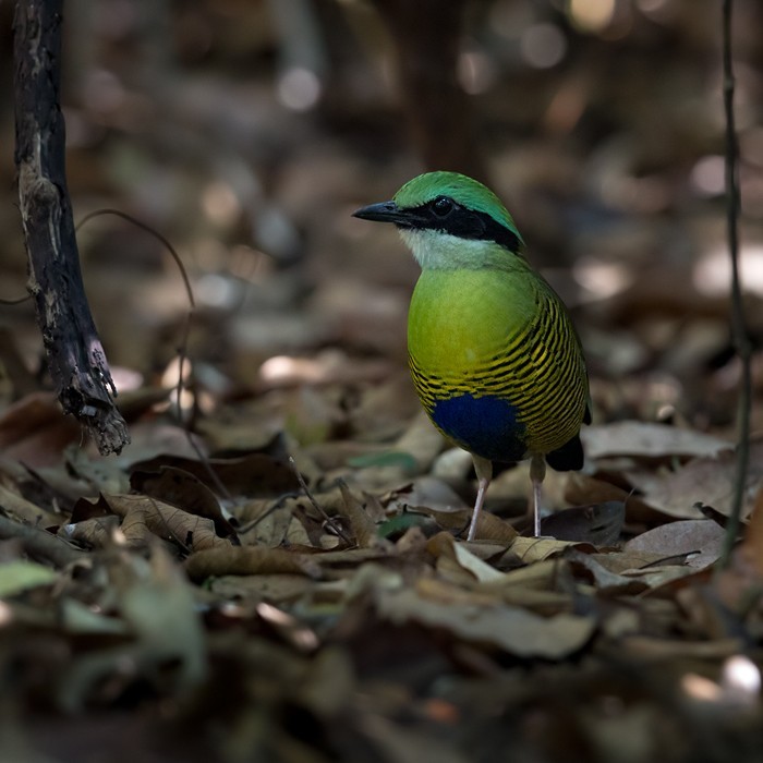 Streifenbauchpitta (Hydrornis elliotii)