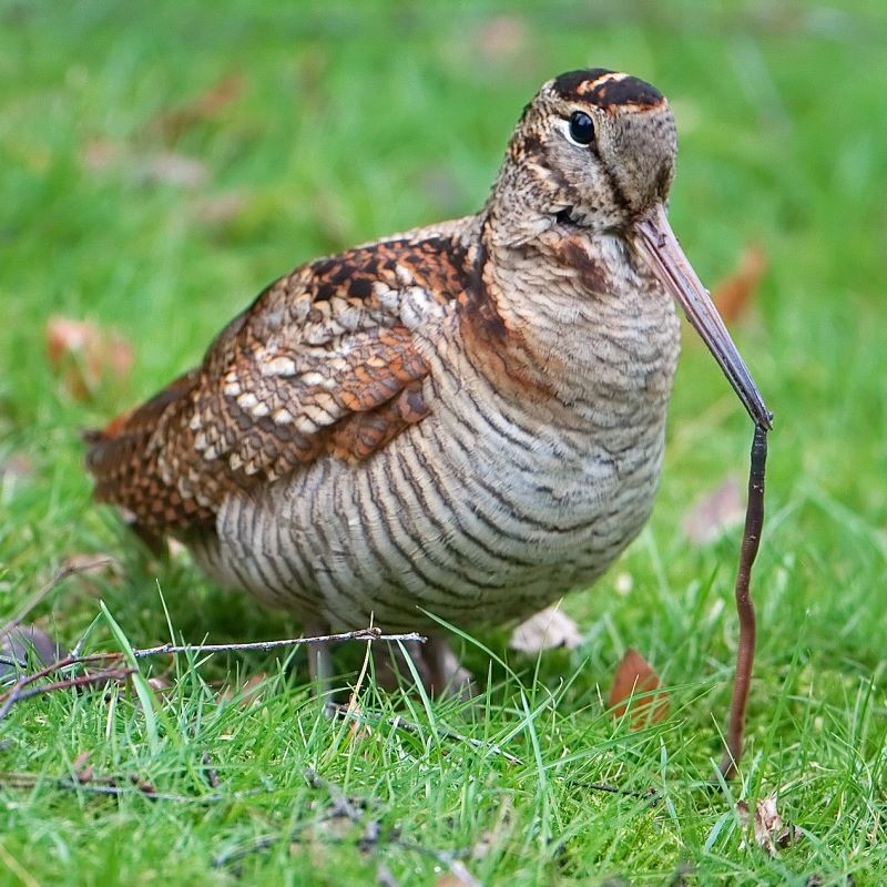 Eurasian Woodcock (Scolopax rusticola)