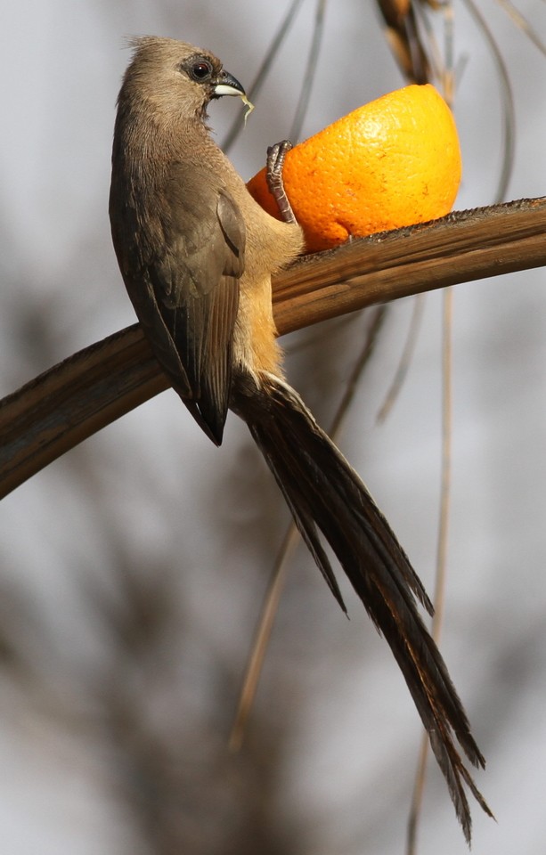 Silver-billed Mousebirds (Colius)