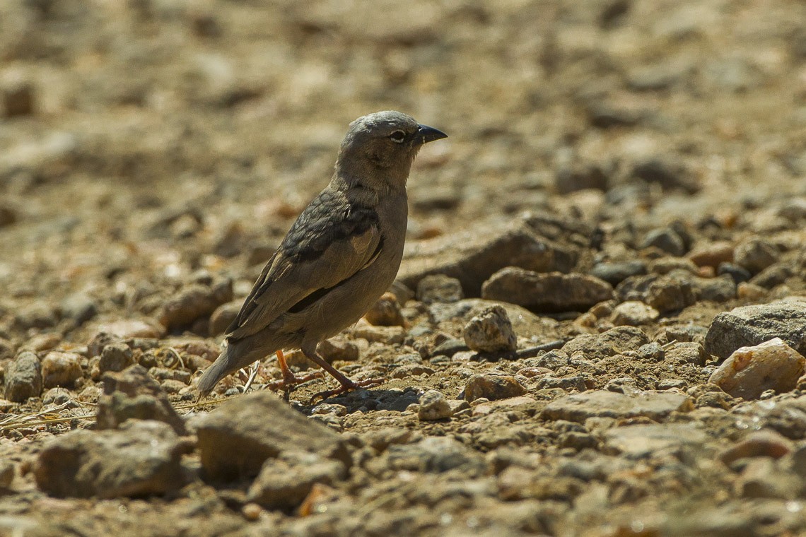 Grey-capped Social Weaver (Pseudonigrita arnaudi)