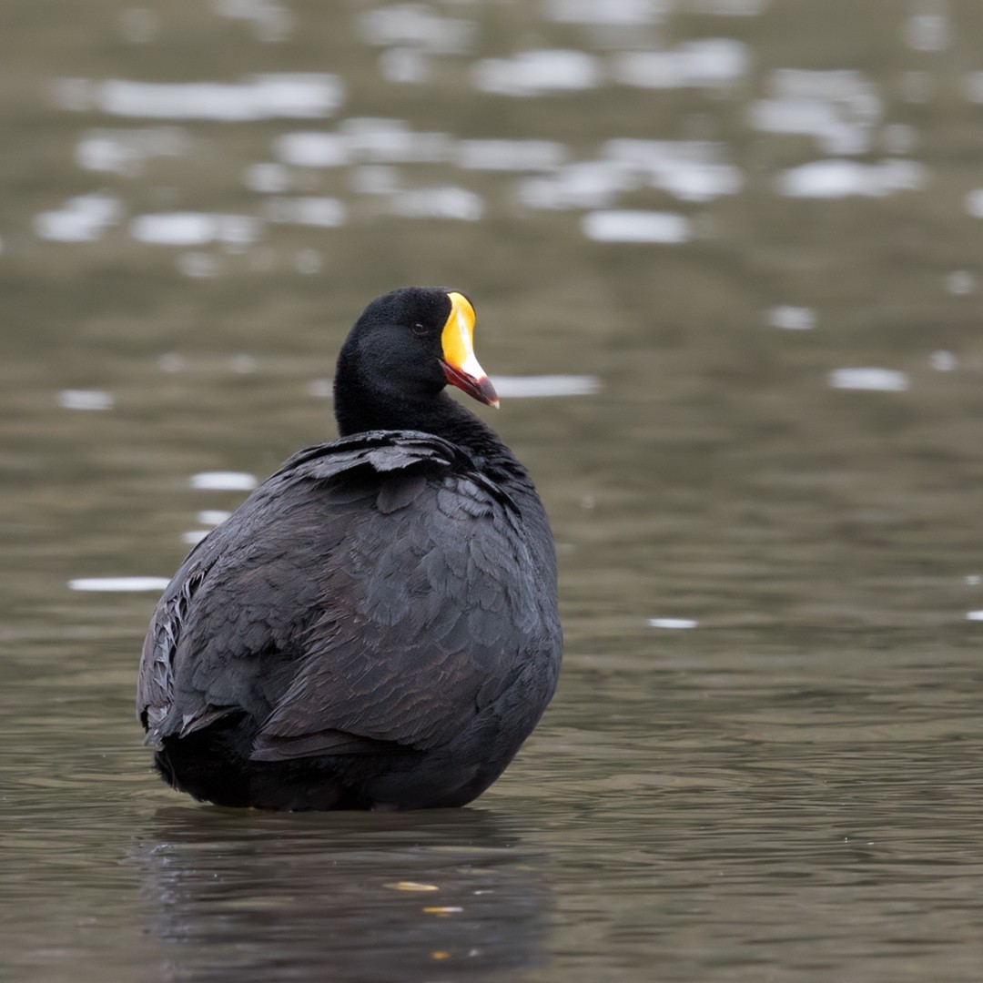 Giant Coot (Fulica gigantea)